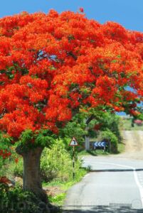 Ile Maurice : flamboyant